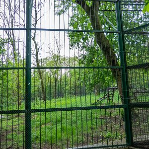enclosure of tiger