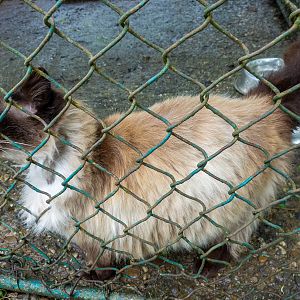 Birman / Felis catus