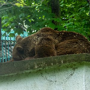 Brown bear / Ursus arctos