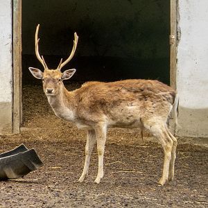 European fellow deer / Dama dama