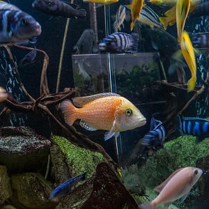 Dragon blood / Aulonocara sp.