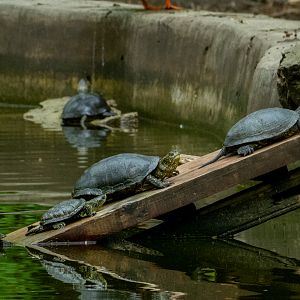 European pond turtle / Emys orbicularis
