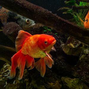 Goldfish / Carassius gibelio