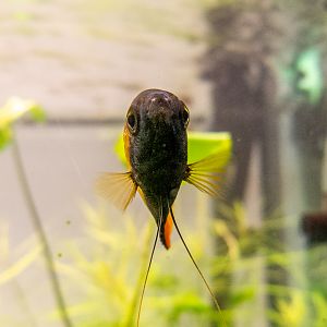 Honey gourami / Trichogaster chuna