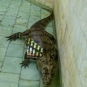 Spectacled caiman / Caiman crocodilus