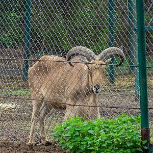 barbary sheep / Ammotragus lervia