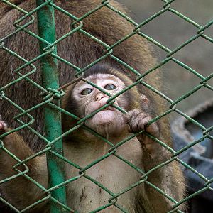 Rhesus macac / Macaca mulatta