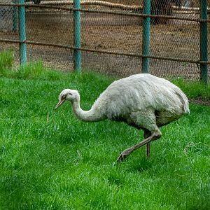 Greater Rhea / Rhea americana