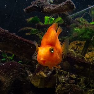 Amphilophus spec. f. "Red Parrot"