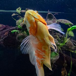 Oscar / Astronotus ocellatus