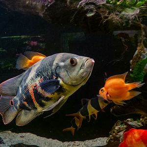 Oscar / Astronotus ocellatus