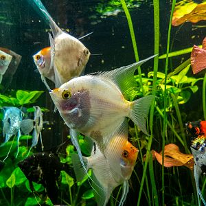 Skalar / Pterophyllum scalare