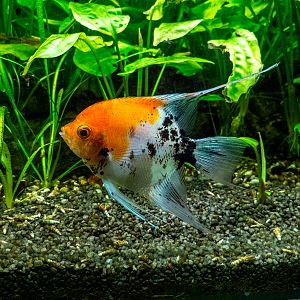 Skalar / Pterophyllum scalare