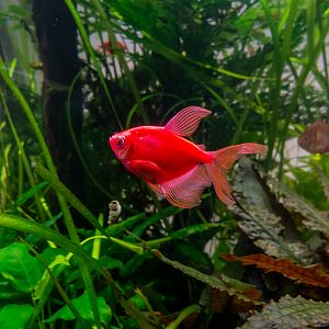 Sumy / Puntigrus cf. tetrazona