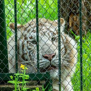 White Tiger / Panther tigris