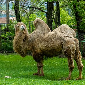 Bactrian camel / Camelus ferus