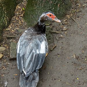 Muscovy duck / Cairina moschata