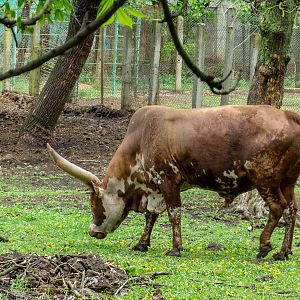 Ancole watussi / Bos taurus