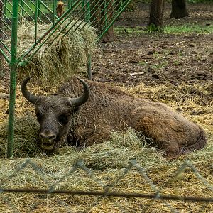 European bison / Bison bonasus