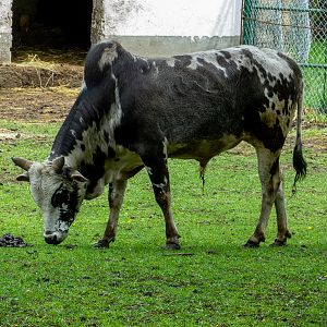Zebu / Bos indicus