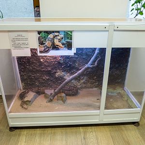 tank of Boa imperator