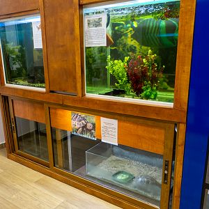 tanks of reptiles and fish