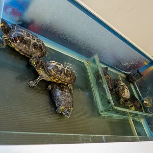 Turtles