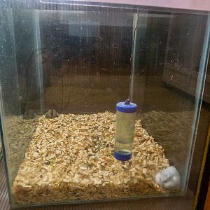 Campbell's dwarf hamster / Phodopus campbelli