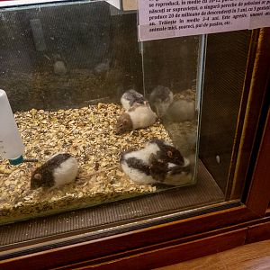 Fancy rat / Rattus norvegicus f. domestica