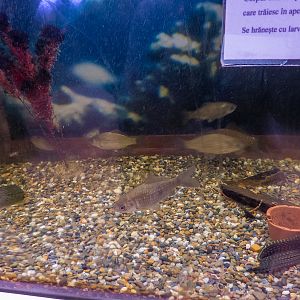 Prussian carp / Carassius gibelio