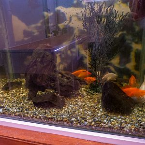 Goldfish / Carassius gibelio