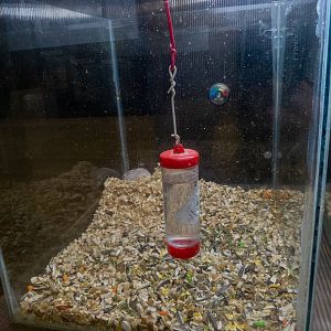 Golden hamster / Mesocricetus auratus