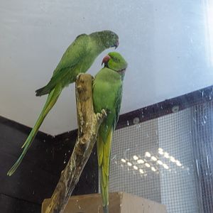 Alexandrine parakeet / Psittacula eupatria