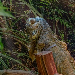 Green iguana / Iguana iguana