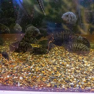 Convict cichlid / Amatitlania nigrofasciata