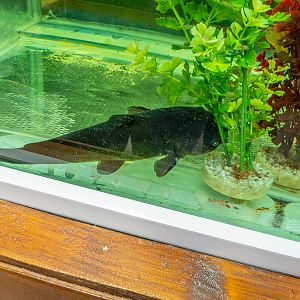 Brown bullhead / Ameiurus nebulosus