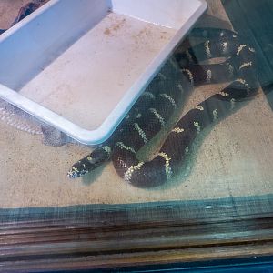 Eastern kingsnake / Lampropeltis getula