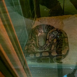 Ball pathon / Python regius