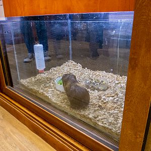 Guinea pig / Cavia porcellus f. domestica
