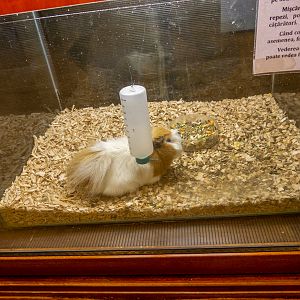 Guinea pig / Cavia porcellus f. domestica