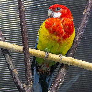Eastern rosella / Platycercus eximius