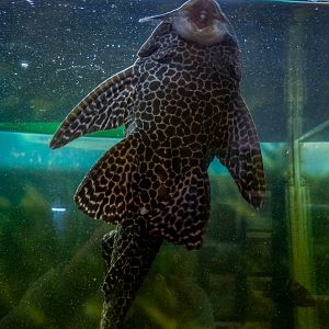 Suckermouth catfish / Hypostomus plecostomus