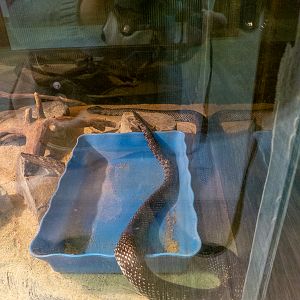 Desert Kingsnake / Lampropeltis getula splendida