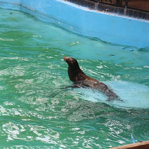 California Sealion