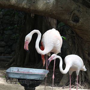 Greater Flamingos