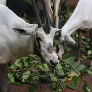 Arabian Oryx
