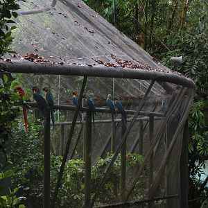 Blue and Gold macaws and scarlet macaw