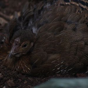 Female Sri Lankan Jungle fowl sitting on a clutch of eggs