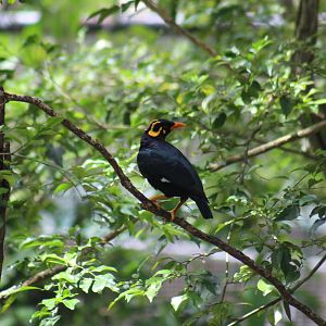 Southern Hill myna