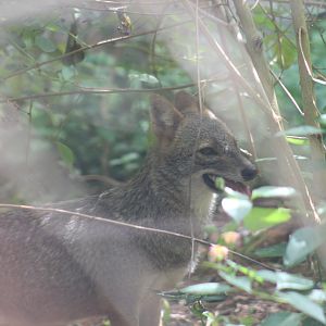 Sri Lankan jackal (Canis aureus naria)